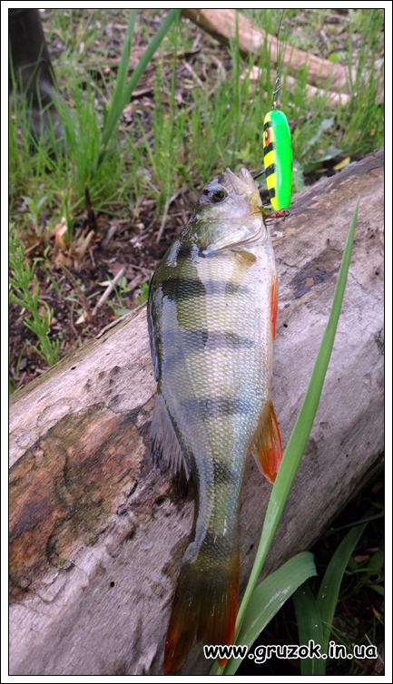 Окунь на КУРСОР Окунь на КУРСОР