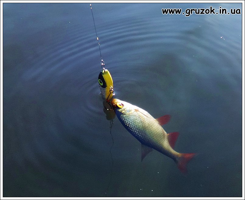 Краснопер на КУРСОР Краснопер на КУРСОР