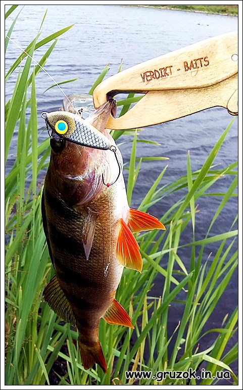 Окунь не пропустит Окунь не пропустит такого малька