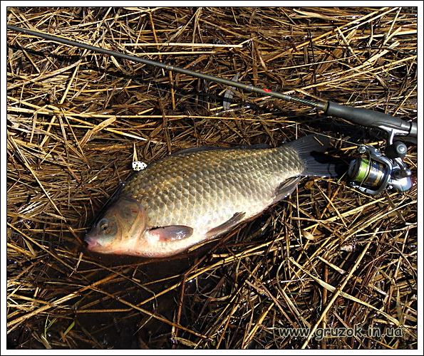 карась на попла-поппер