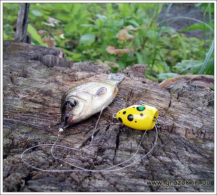 Карась на ПОПЛА-ПОППЕР