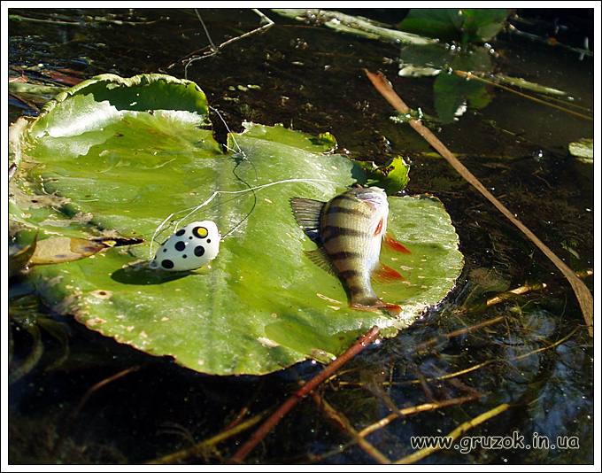 Окунь на ПОПЛА-ПОППЕР