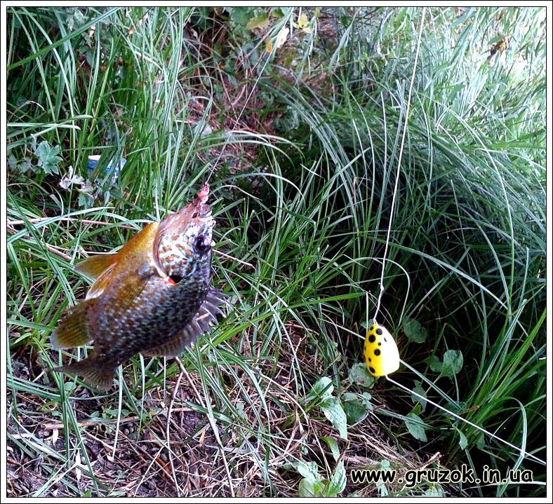 Солнечный окунь в некоторых озерах попадается чаще красноперки Солнечный окунь в некоторых озерах попадается чаще красноперки