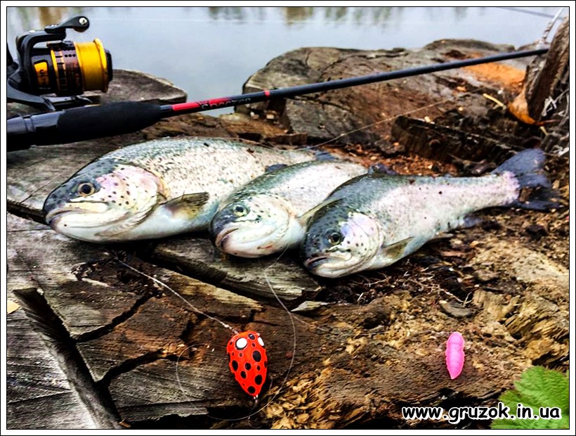 Форель на ПОПЛА-ПОППЕР ПОПЛА-ПОППЕР