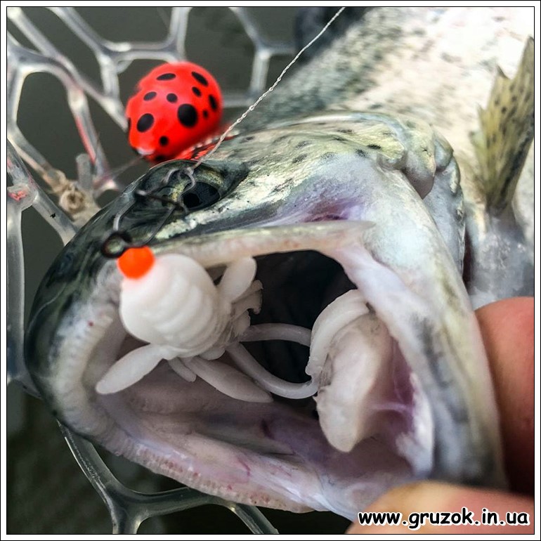 Зловити форель на ПОПЛА-ПОППЕР легко ПОПЛА-ПОППЕР