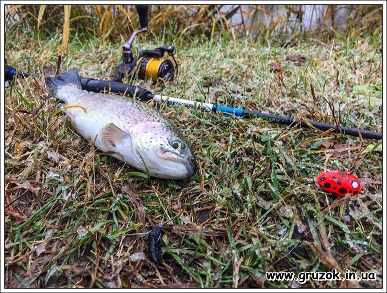 Форель на ПОПЛА-ПОППЕР легко ПОПЛА-ПОППЕР